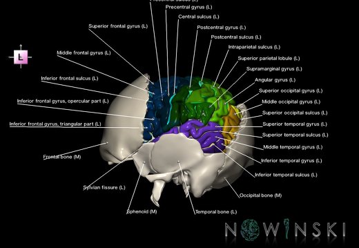 G8.T3.1-22.2 22.5.8.V2.C4-2.L1.Cerebrum-Neurocranium-No parietal bone