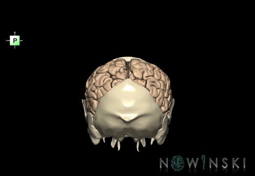 G8.T3.1-22.2 22.5.8.V3.C1.L0.Cerebrum-Neurocranium-No parietal bone