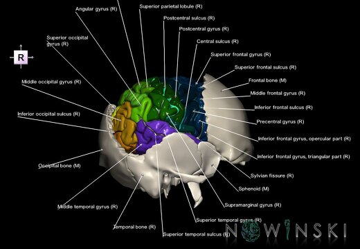 G8.T3.1-22.2 22.5.8.V4.C4-2.L1.Cerebrum-Neurocranium-No parietal bone