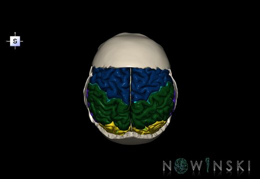 G8.T3.1-22.2 22.5.8.V5.C2.L0.Cerebrum-Neurocranium-No parietal bone