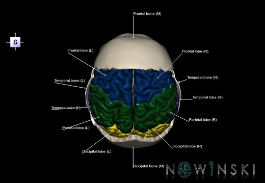 G8.T3.1-22.2 22.5.8.V5.C2.L1.Cerebrum-Neurocranium-No parietal bone