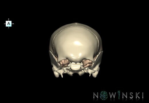 G8.T3.1-22.2 22.5.8.V1.C1.L0.Cerebrum-Neurocranium-No sphenoid