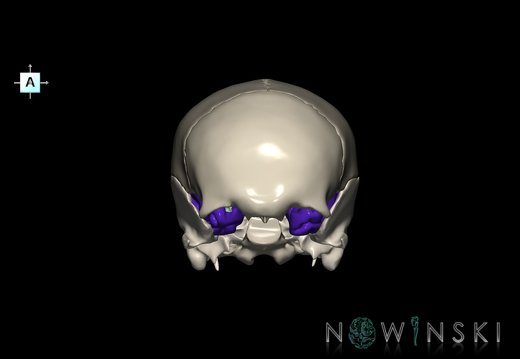 G8.T3.1-22.2 22.5.8.V1.C2.L0.Cerebrum-Neurocranium-No sphenoid