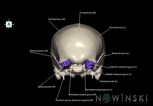 G8.T3.1-22.2 22.5.8.V1.C3-2.L1.Cerebrum-Neurocranium-No sphenoid