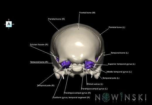 G8.T3.1-22.2 22.5.8.V1.C4-2.L1.Cerebrum-Neurocranium-No sphenoid