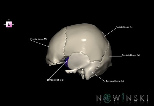 G8.T3.1-22.2 22.5.8.V2.C2.L1.Cerebrum-Neurocranium-No sphenoid