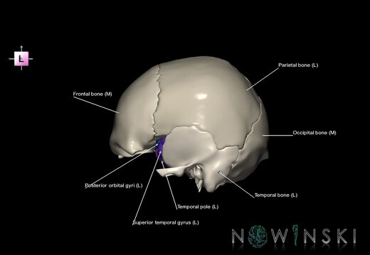 G8.T3.1-22.2 22.5.8.V2.C3-2.L1.Cerebrum-Neurocranium-No sphenoid