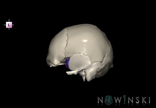 G8.T3.1-22.2 22.5.8.V2.C4-2.L0.Cerebrum-Neurocranium-No sphenoid