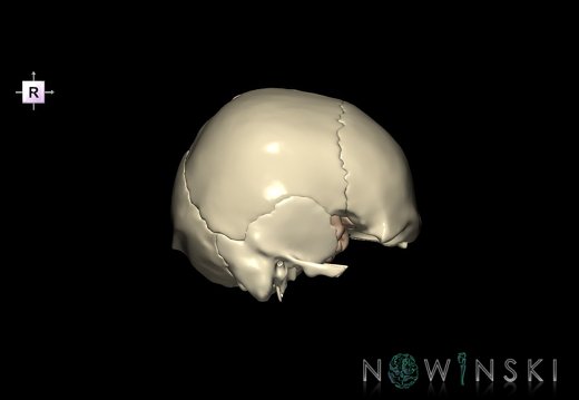 G8.T3.1-22.2 22.5.8.V4.C1.L0.Cerebrum-Neurocranium-No sphenoid