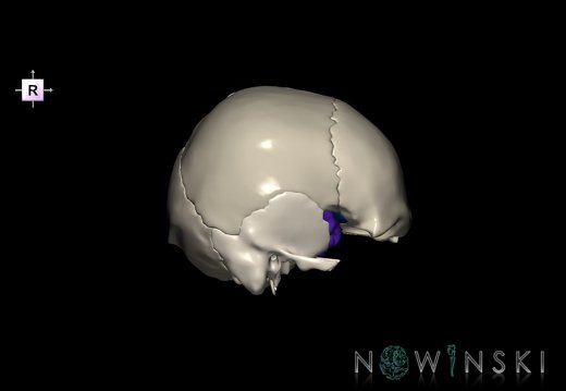 G8.T3.1-22.2 22.5.8.V4.C2.L0.Cerebrum-Neurocranium-No sphenoid