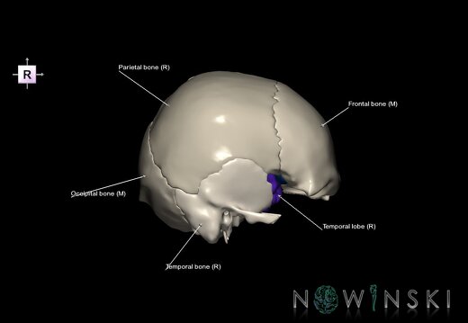 G8.T3.1-22.2 22.5.8.V4.C2.L1.Cerebrum-Neurocranium-No sphenoid