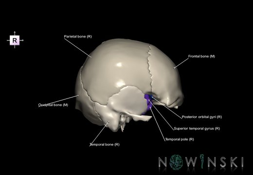 G8.T3.1-22.2 22.5.8.V4.C3-2.L1.Cerebrum-Neurocranium-No sphenoid