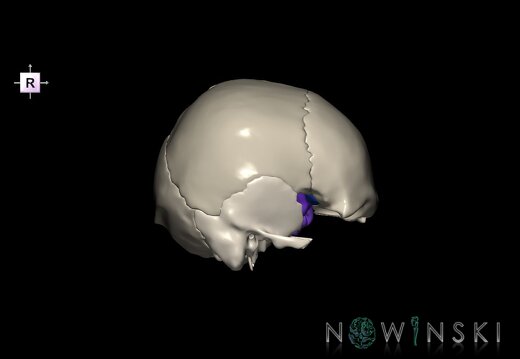 G8.T3.1-22.2 22.5.8.V4.C4-2.L0.Cerebrum-Neurocranium-No sphenoid