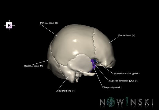 G8.T3.1-22.2 22.5.8.V4.C4-2.L1.Cerebrum-Neurocranium-No sphenoid