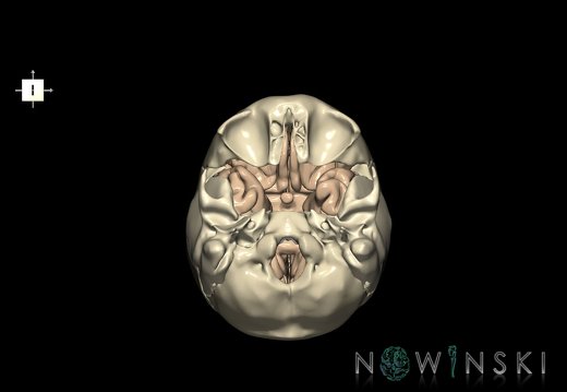 G8.T3.1-22.2 22.5.8.V5.C1.L0.Cerebrum-Neurocranium-No sphenoid