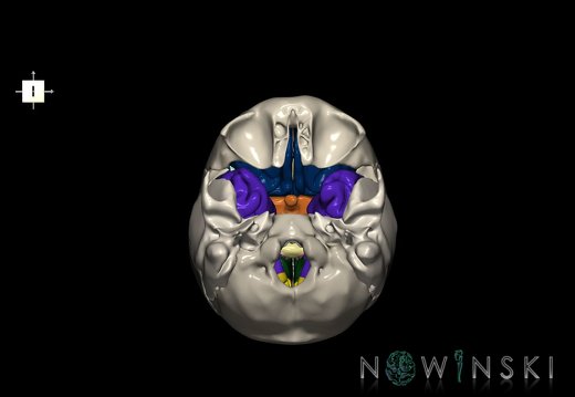 G8.T3.1-22.2 22.5.8.V5.C2.L0.Cerebrum-Neurocranium-No sphenoid