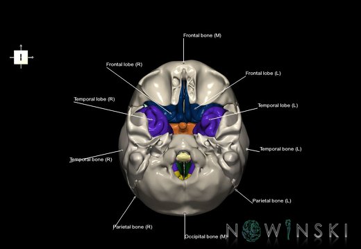 G8.T3.1-22.2 22.5.8.V5.C2.L1.Cerebrum-Neurocranium-No sphenoid