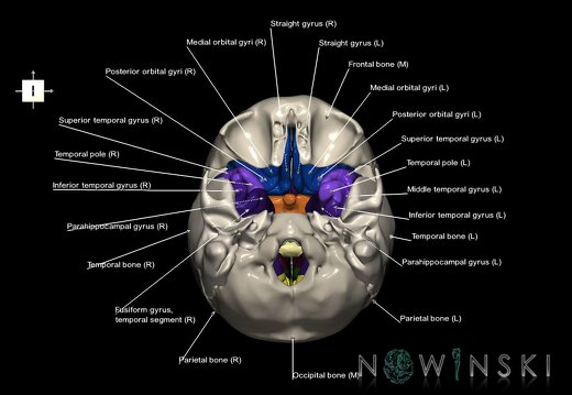 G8.T3.1-22.2 22.5.8.V5.C3-2.L1.Cerebrum-Neurocranium-No sphenoid