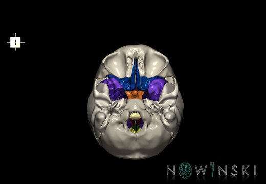 G8.T3.1-22.2 22.5.8.V5.C4-2.L0.Cerebrum-Neurocranium-No sphenoid