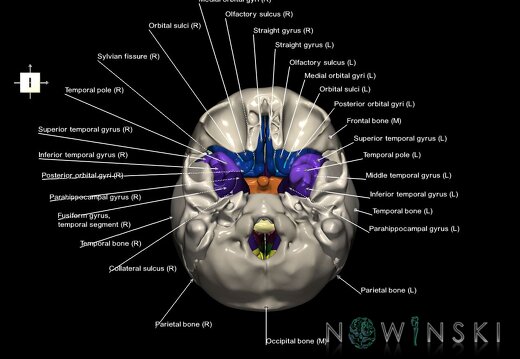 G8.T3.1-22.2 22.5.8.V5.C4-2.L1.Cerebrum-Neurocranium-No sphenoid