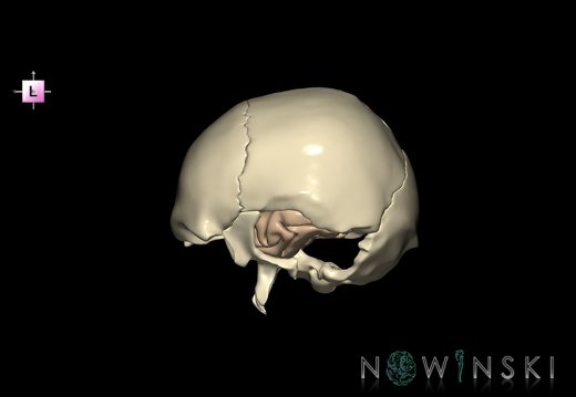 G8.T3.1-22.2 22.5.9.V2.C1.L0.Cerebrum-Neurocranium-No temporal bone