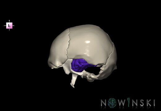 G8.T3.1-22.2 22.5.9.V2.C2.L0.Cerebrum-Neurocranium-No temporal bone