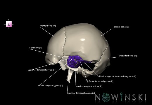 G8.T3.1-22.2 22.5.9.V2.C4-2.L1.Cerebrum-Neurocranium-No temporal bone