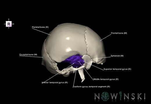 G8.T3.1-22.2 22.5.9.V4.C3-2.L1.Cerebrum-Neurocranium-No temporal bone