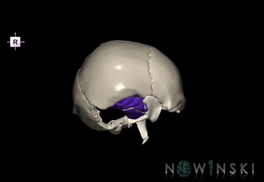 G8.T3.1-22.2 22.5.9.V4.C4-2.L0.Cerebrum-Neurocranium-No temporal bone