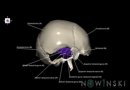 G8.T3.1-22.2 22.5.9.V4.C4-2.L1.Cerebrum-Neurocranium-No temporal bone