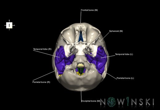 G8T3.1-22.2.CerebrumNeurocraniumOpen
