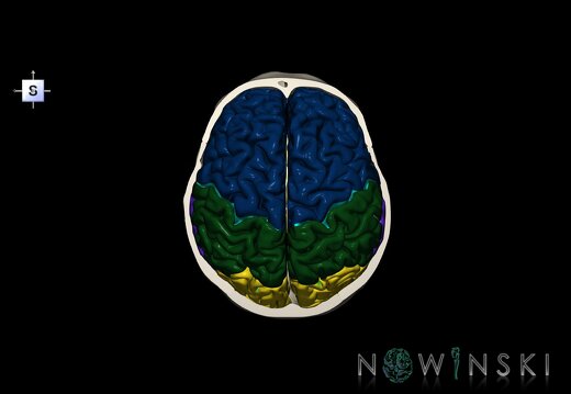 G8.T3.1-22.2 22.6.V5.C2.L0.Cerebrum-Neurocranium-No skull top