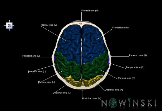 G8.T3.1-22.2 22.6.V5.C2.L1.Cerebrum-Neurocranium-No skull top