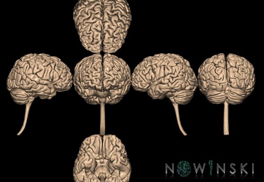 G9T1.1.SixViewCentralNervousSystem