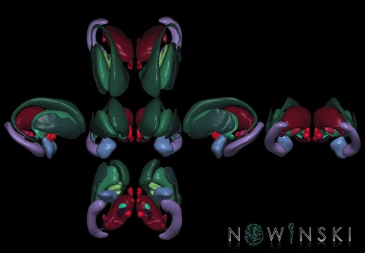 G9T11.1.SixViewDeepNuclei