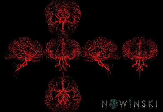 G9T15.2.SixViewIntracranialArterialSystem