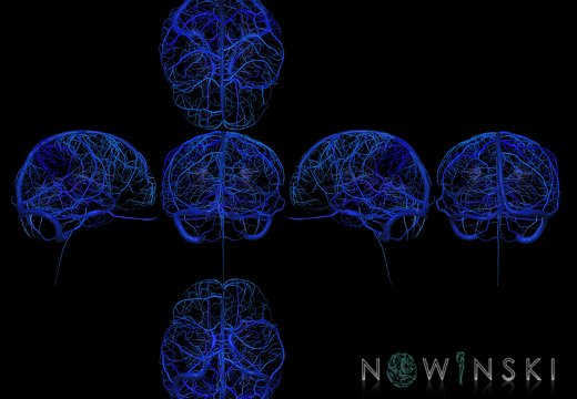 G9T16.1.SixViewIntracranialVenousSystem