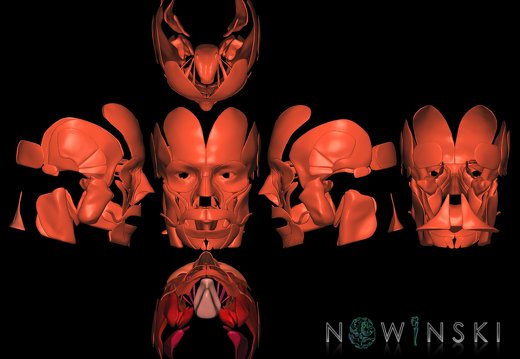 G9T20.1.SixViewHeadMuscles