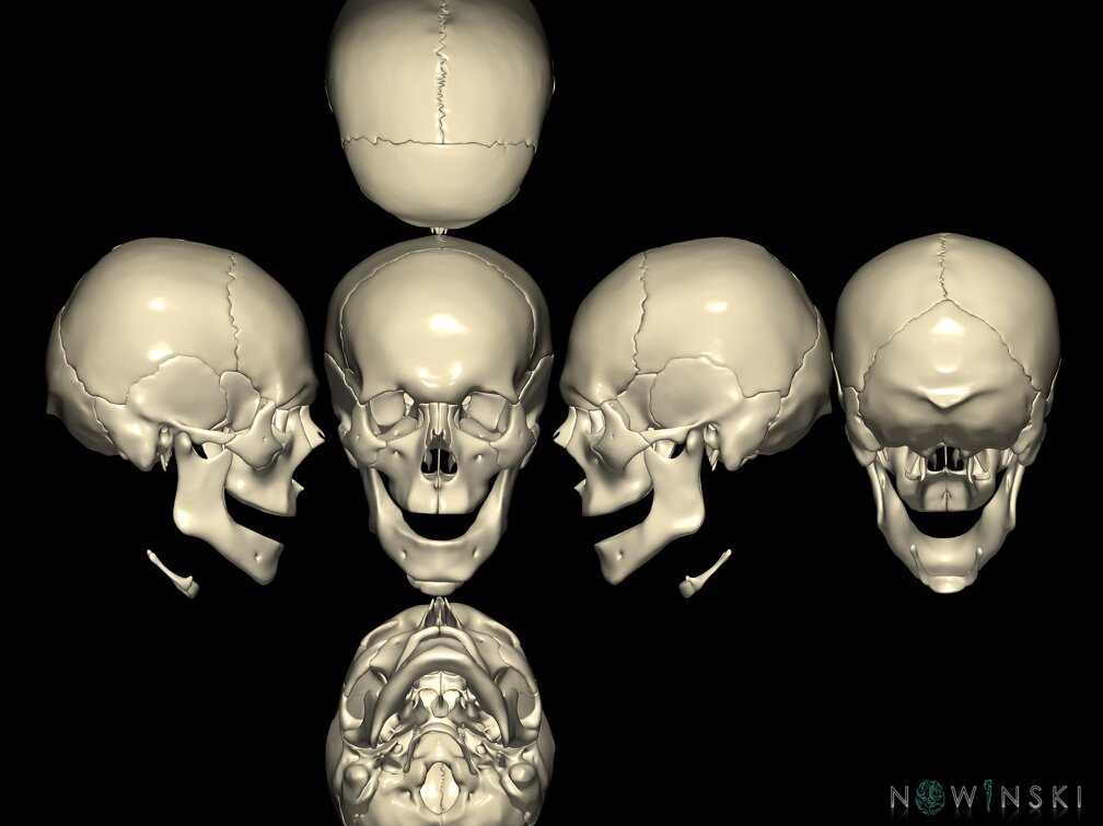 G9.T22.1.SixViewSkull.Nonparcellated