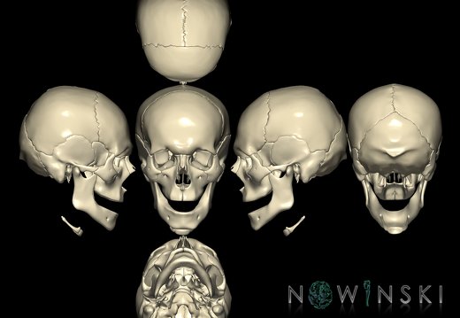 G9.T22.1.SixViewSkull.Nonparcellated