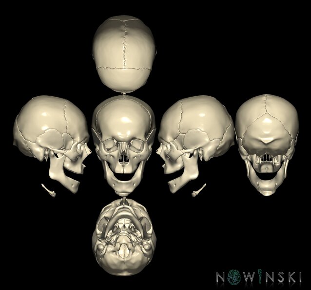 G9.T22.1.SixViewSkull.Nonparcellated.tiff