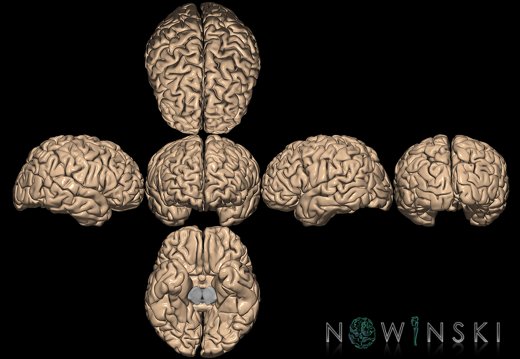 G9.T3.1.SixViewCerebrum.Nonparcellated.tiff