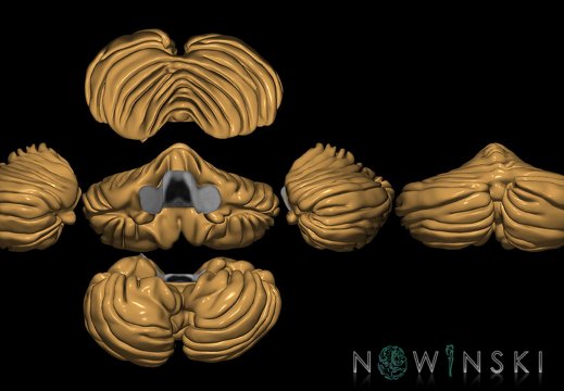 G9T8.SixViewCerebellum