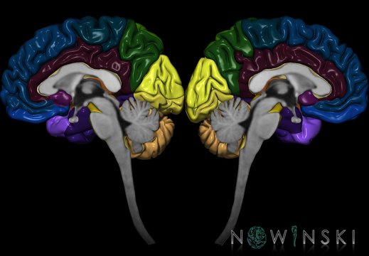 G9.T1.2-1.3.TwoViewCentralNervousSystem.Gyri