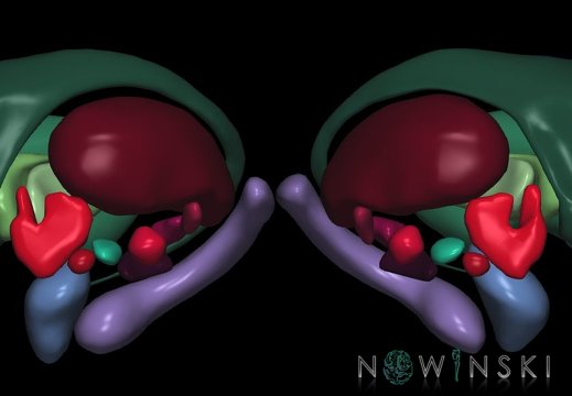 G9.T11.TwoViewDeepNuclei.Parcellated