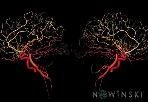 G9T15.3-15.4.TwoViewIntracranialArterialSystem