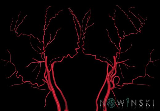 G9T17.3-17.4.TwoViewExtracranialArteries