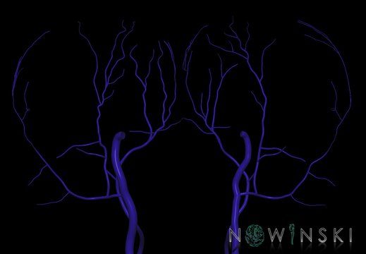 G9T18.3-18.4.TwoViewExtracranialVeins