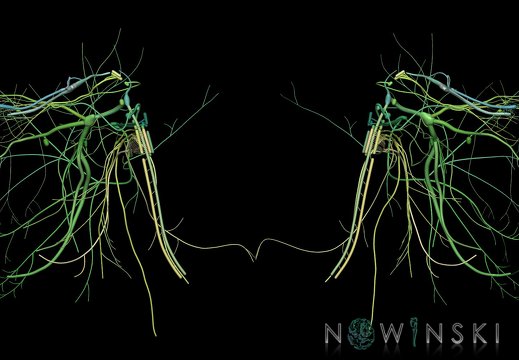 G9T19.TwoViewCranialNerves-Nuclei