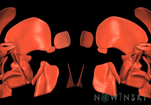 G9T20.2-20.3.TwoViewHeadMuscles